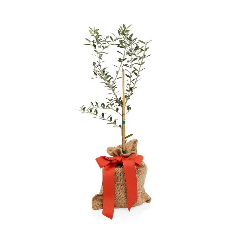 Mini Olive Gift Tree